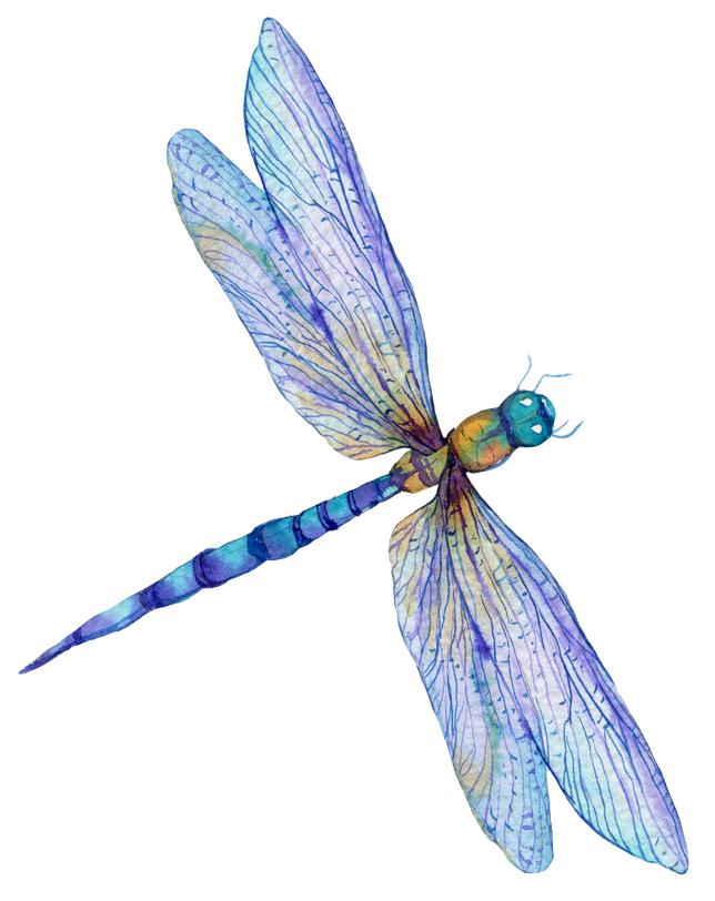 Dragonfly Watercolor Illustration