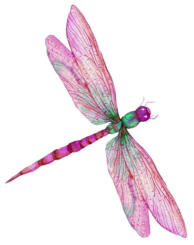 Dragonfly Watercolor Illustration