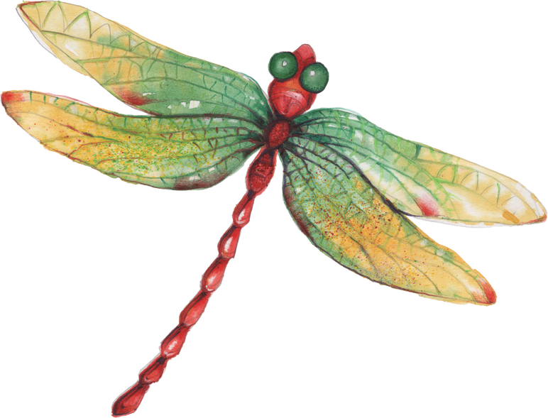 hand drawn Dragonfly