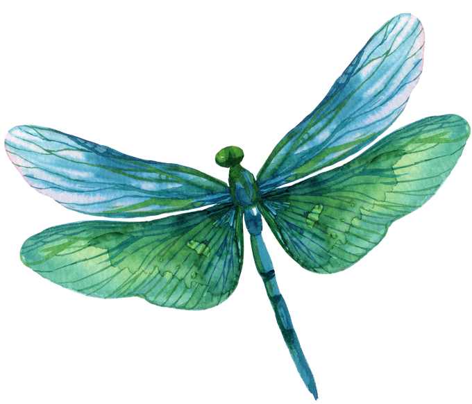 Dragonfly Watercolor